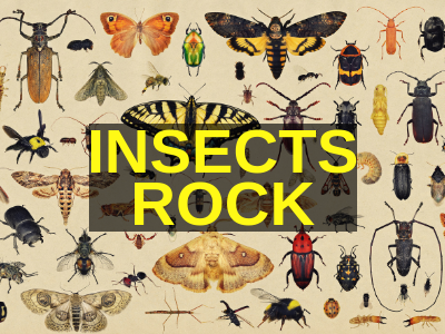 Here are many insects we talk about in our Insects rock School Assembly