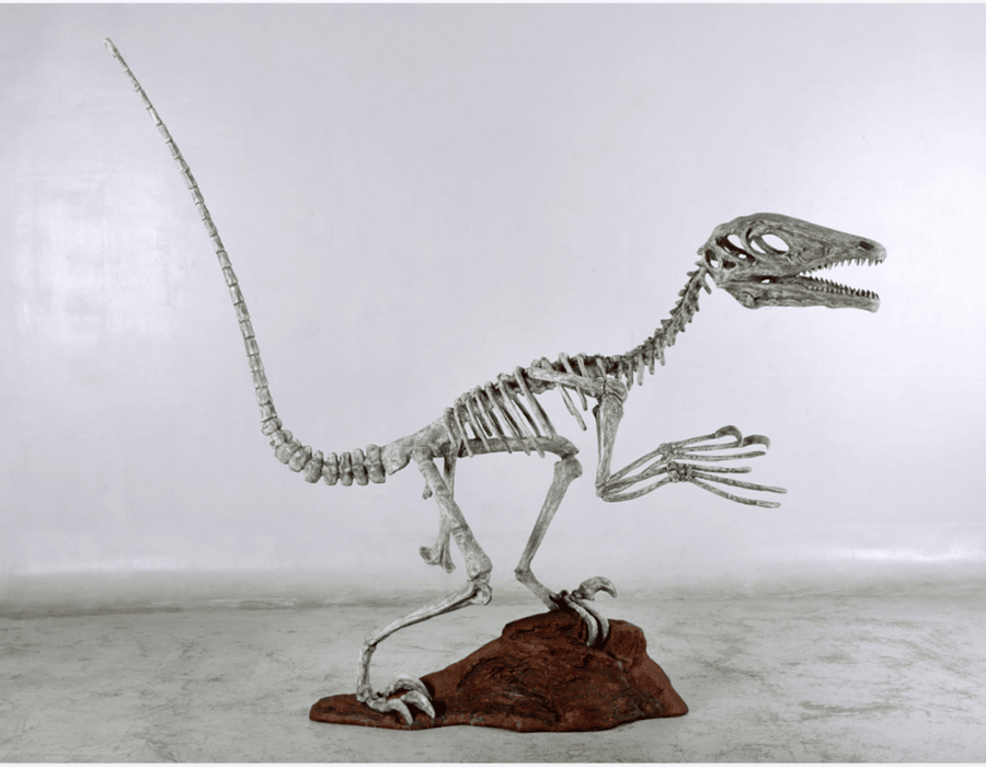 Dinosaurs Rock Exhibits Deinonychus Skeleton