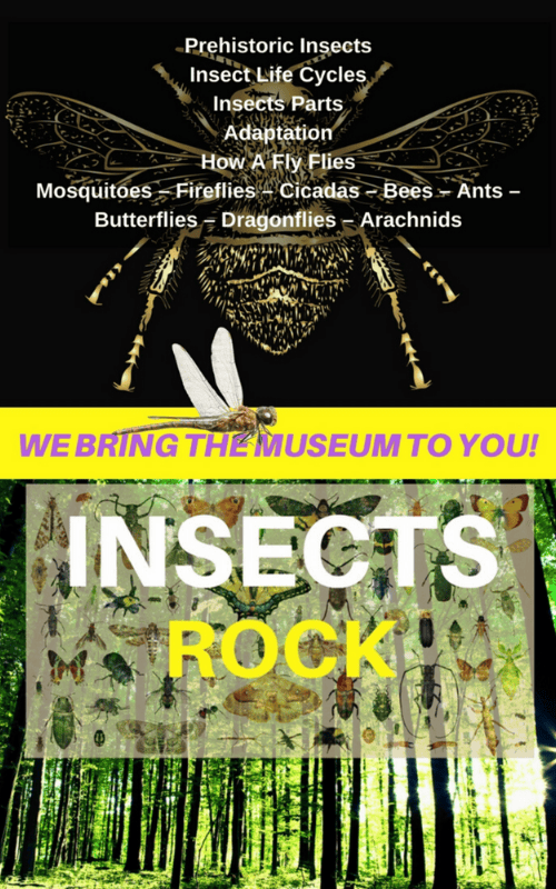 Insects Rock Library Program