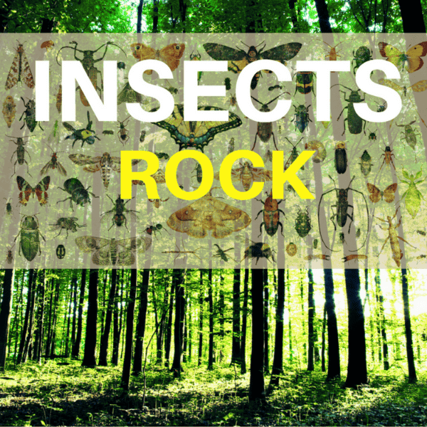 Insects Rock School Assembly