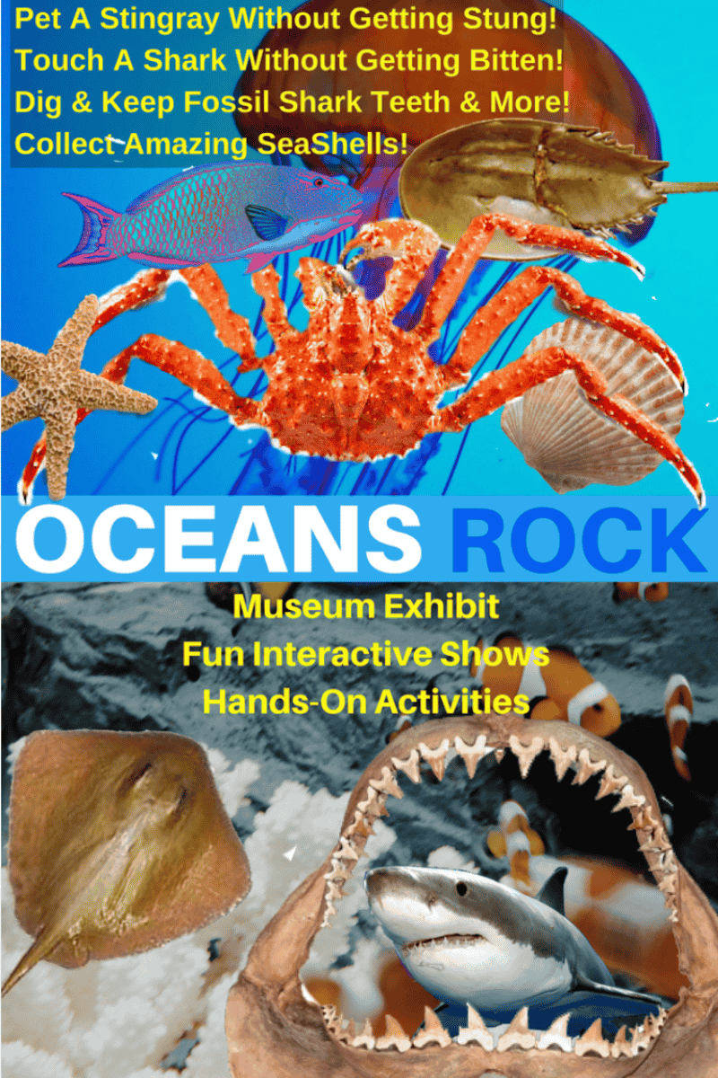 Oceans Rock Birthday Party - Touch A Shark Sting Ray collect Cool Sea Shells etc