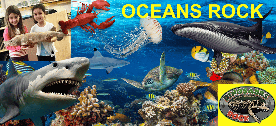 Oceans Rock School Assembly - Touch a real shark, stingray, Sea Star and lots more.