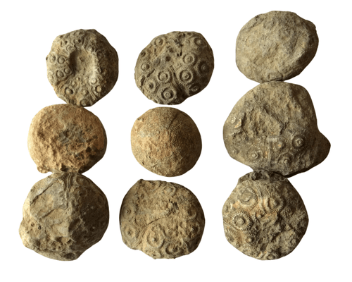 Echinoid<br />
Hirudocidaris<br />
(Sea Urchin)<br />
Middle Cretaceous<br />
100-70 MYA