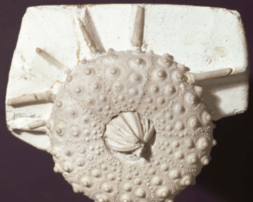 Echinoid<br />
Diademopsis<br />
(Sea Urchin)<br />
Lower Jurassic<br />
230-180 MYA