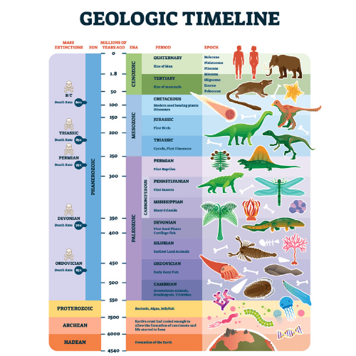 The Evolution of Dinosaurs: From the Triassic to the Cretaceous