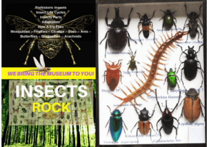 display of insect for the Insects Rock program