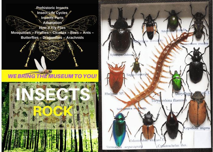 display of insects for the Insects Rock program