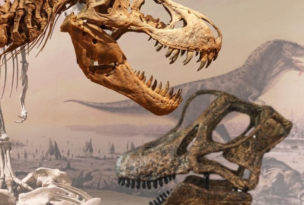 Dinosaur Teeth: A Closer Look at Nature’s Most Amazing Chompers!