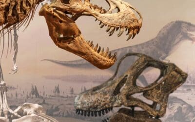 Dinosaur Teeth: A Closer Look at Nature’s Most Amazing Chompers!