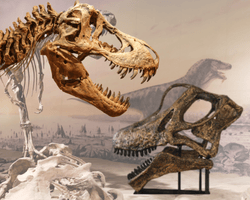 Dinosaur Teeth: A Closer Look at Nature’s Most Amazing Chompers!