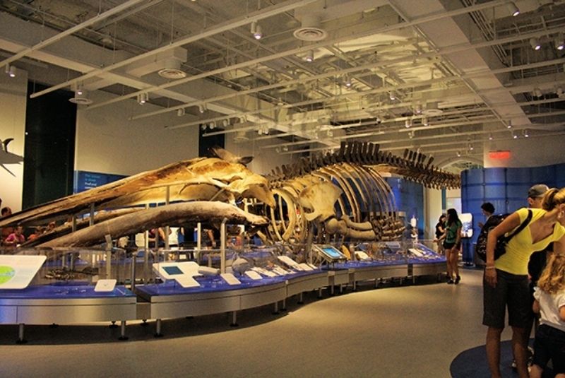 Inside Canadian Museum of Nature with giant whale skeleton