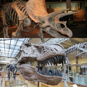 The Top 25 Dinosaur Museums Around The World