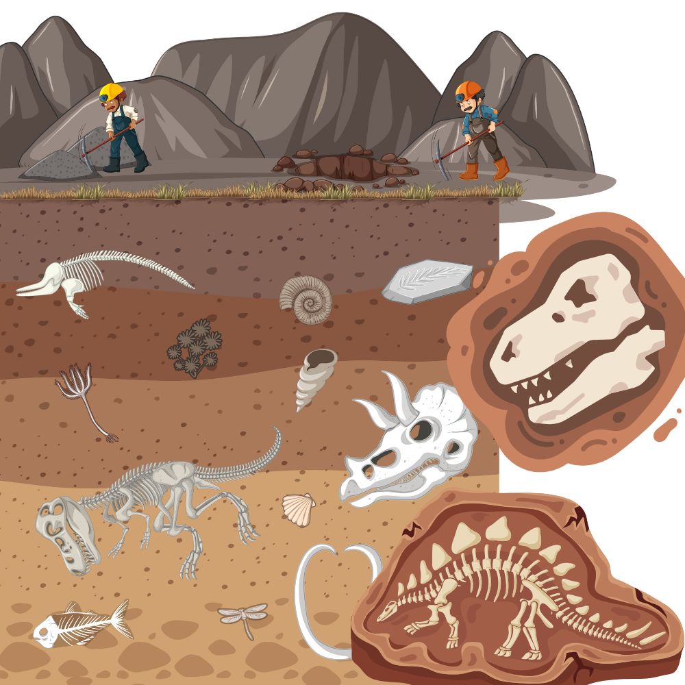 How Dinosaur Fossils Formed | How Dinosaur Fossils Formed, image size:1000x1000
