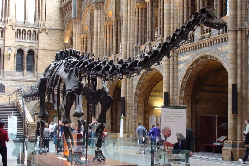 Natural History Museum London Dippy The Baryonxx