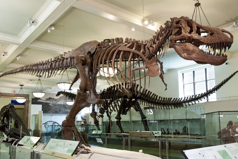 Tyrannosaurus rex and Apatosaurus dinosaur skeletons at  the Museum of Natural History in NYC