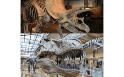 The Top 25 Dinosaur Museums Around The World: