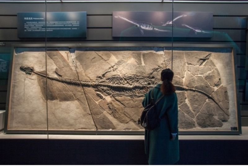 Giant Plesiosaur dinosaur at the Zhejiang Natural History Museum China