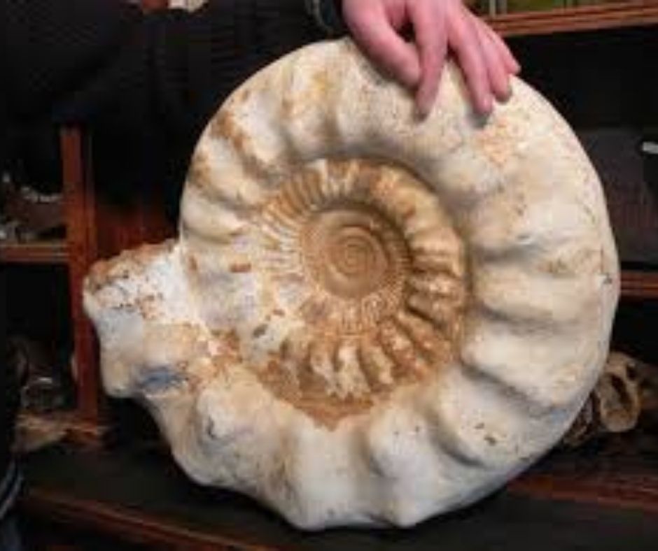 Large white ammonite