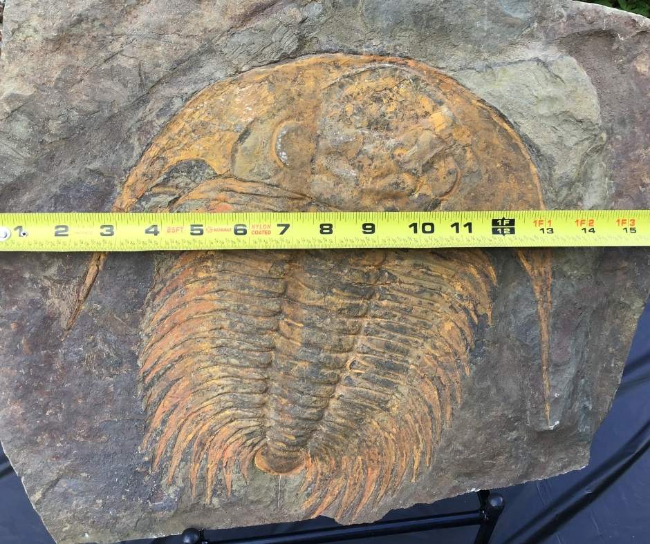 Giant Paradoxides Trilobite