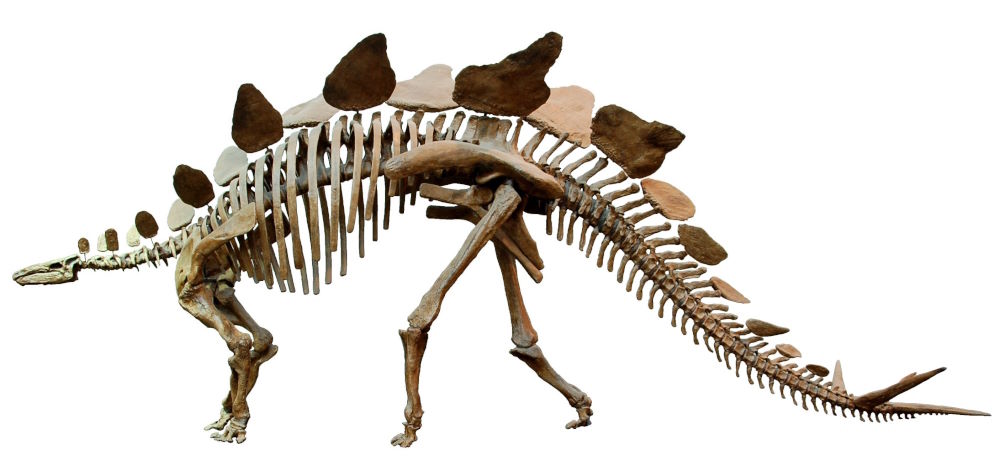Stegosaurus fossil with a white backround