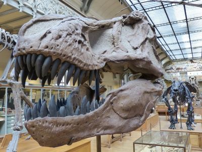 Tyrannossaurus Rex Skull in a museum with other dinosaurs in the background