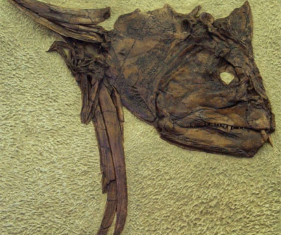 Cast Replica Xiphactinus Fish