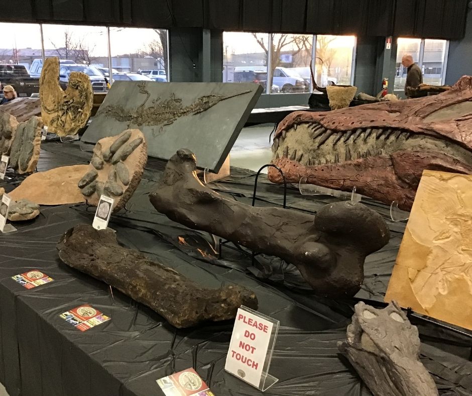 spinosaurus skull, 7 ft crocodile fossil, and dinosaur bones