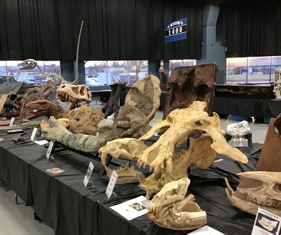 archeotherium skull, t-rex footprint and many other fossils