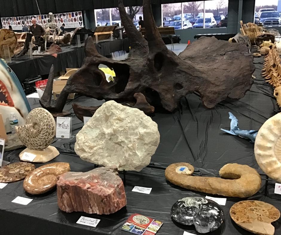 ammonites, shark teeth and other sea life fossils