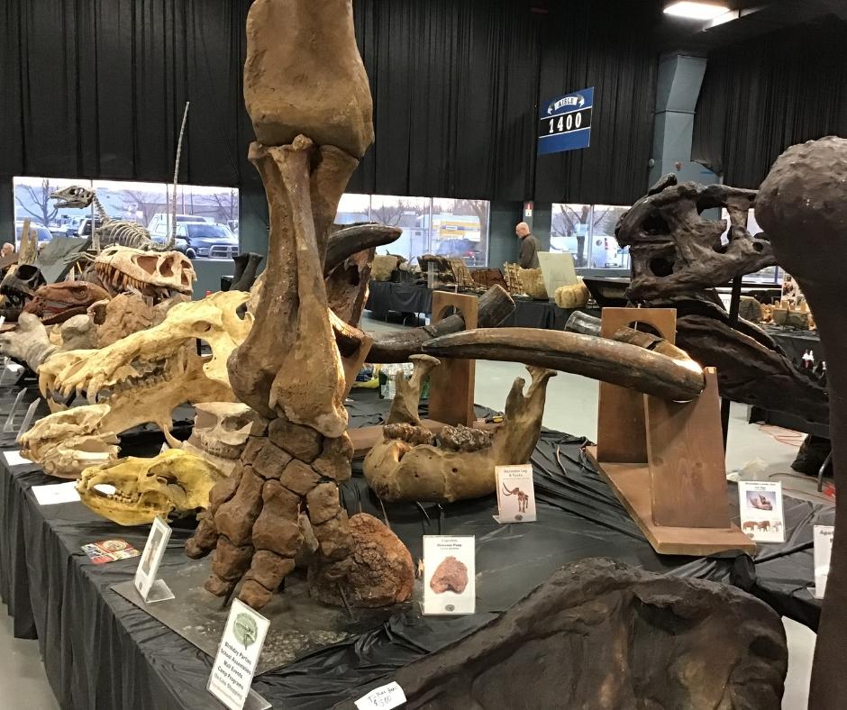 9 ft mastodon leg, mastodon tusks and jaw and other ice age fossils
