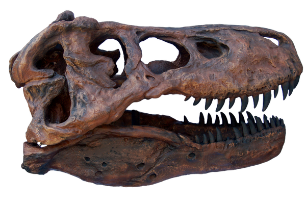 T-Rex Skull