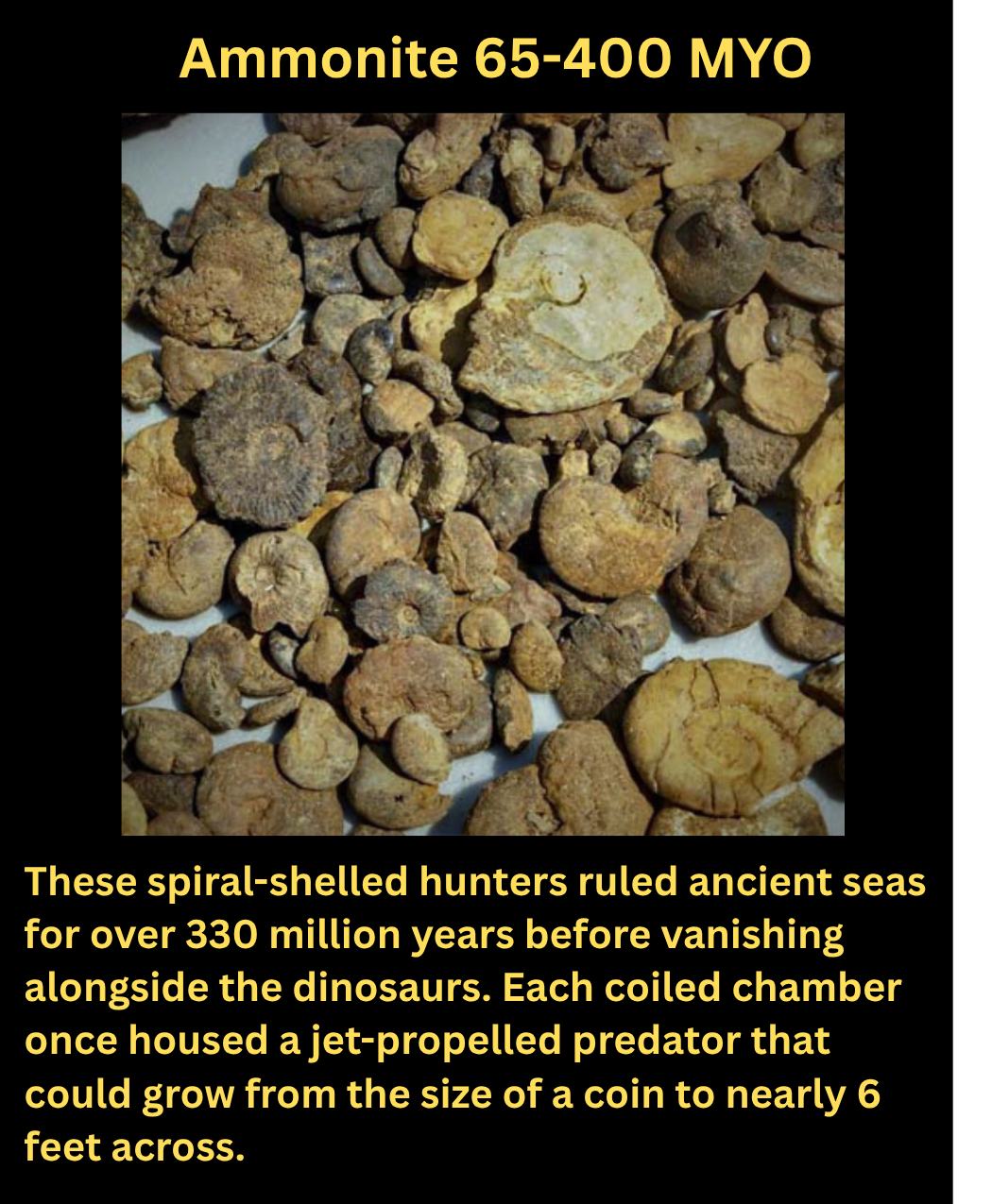 a group of ammonite fossils