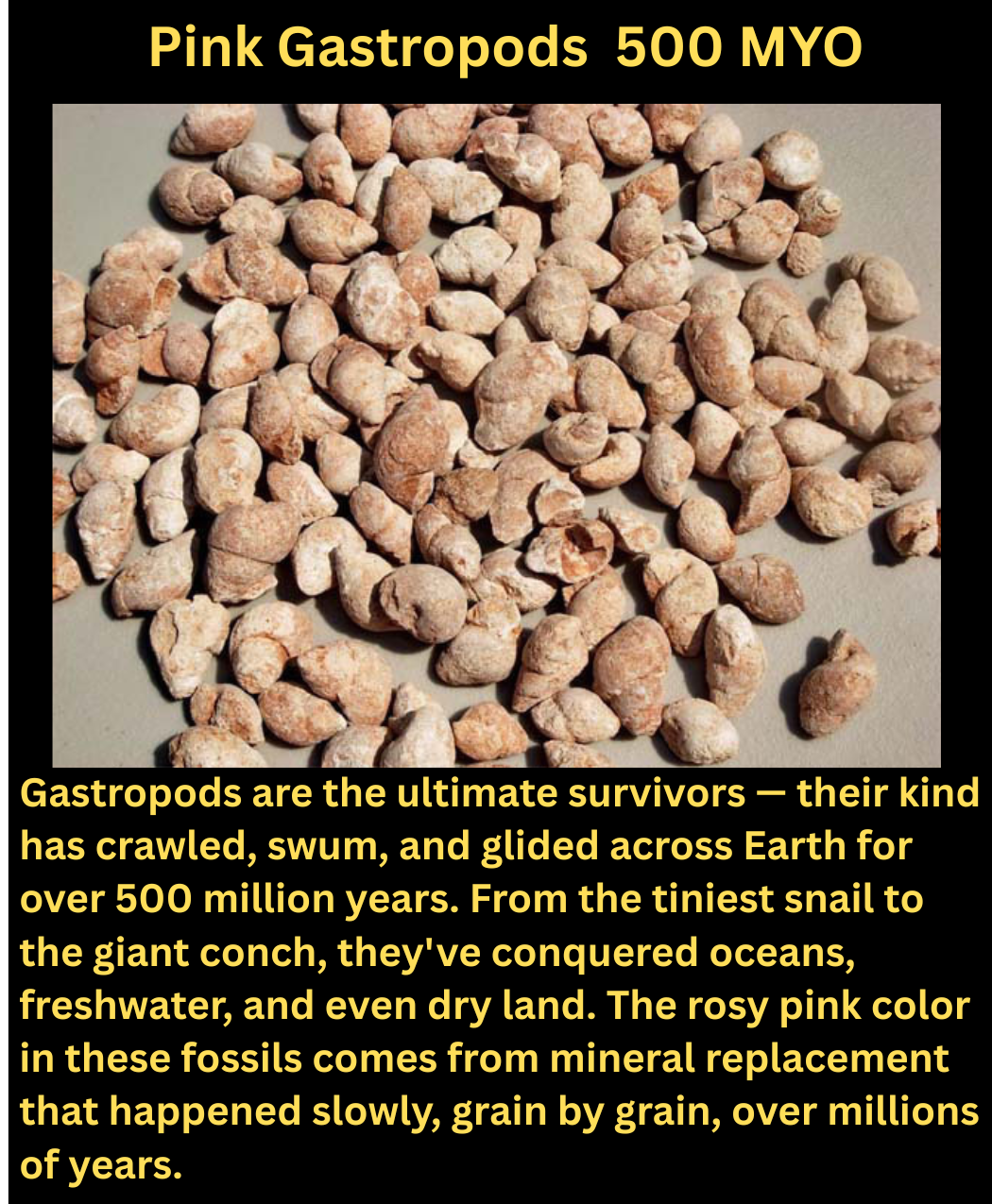 fossil pink gastropods